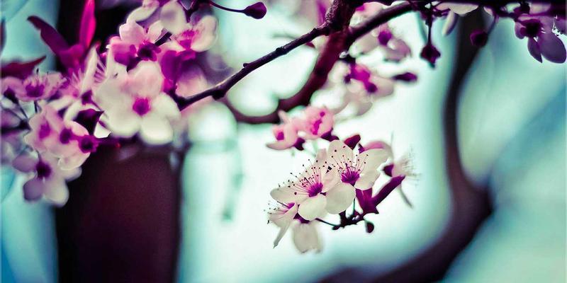 IIASOL68：揭秘网络营销中的SEO优化核心策略，助力网站排名飞跃