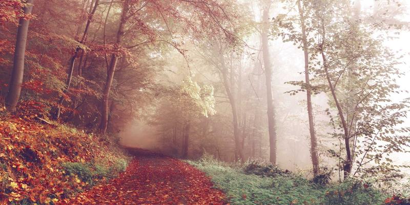 IIASOL国际汉语教师资格证报考条件与流程详解：助您开启全球中文教学之路