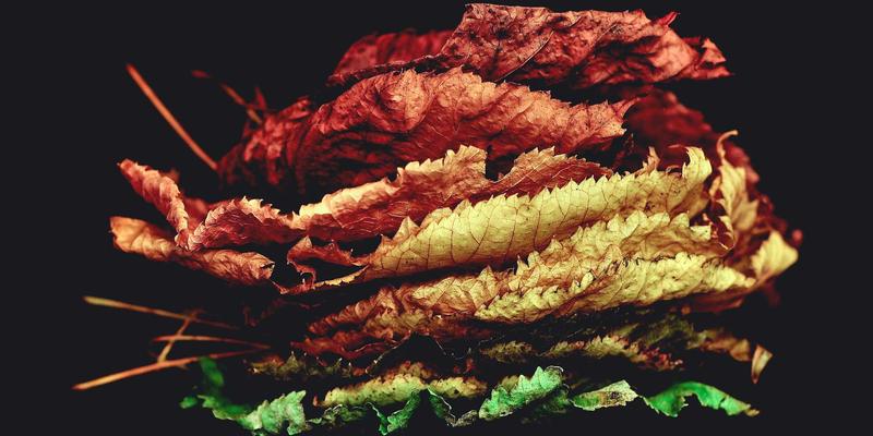 IIASOL认证持有者如何运用网络营销与SEO优化策略，打造强势个人教学品牌